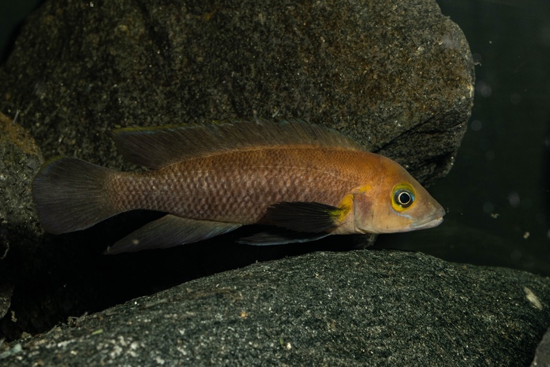 Neolamprologus sp. aff. 'pectoralis' Kiku